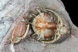 Beautiful Basseiarges Trilobite With Partial - Jorf, Morocco #108757-2